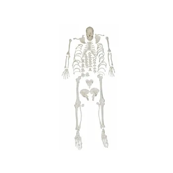 Celé Telo Ľudské Rozptýlené Kosti Skeletu Modely BIX-A1007